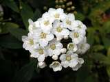 foto de flores blancas  con tama�o de 160 X 120; ver distintas medidas disponibles a la derecha